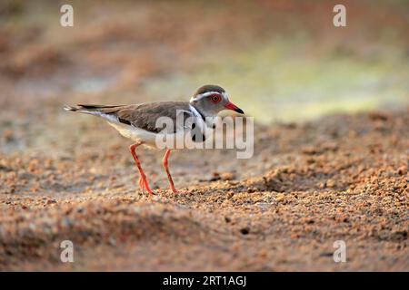 Dreibanderplover (Charadrius tricollarius), Erwachsener, Futtersuche, Kruger-Nationalpark, Südafrika Stockfoto