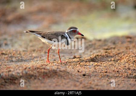 Dreibanderplover (Charadrius tricollarius), Erwachsener, Futtersuche, Kruger-Nationalpark, Südafrika Stockfoto