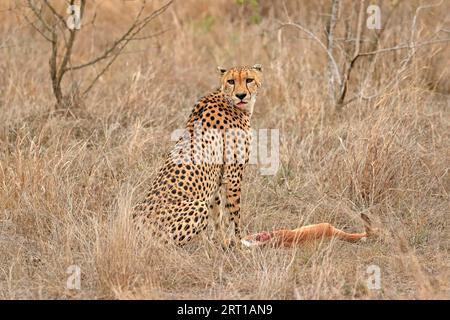 Gepard (Acinonyx jubatus), Erwachsener, aufmerksam, Beute, Sabi Sand Game Reserve, Kruger National Park, Südafrika Stockfoto