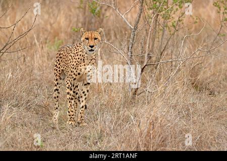 Gepard (Acinonyx jubatus), Erwachsener, Alert, Sabi Sand Game Reserve, Kruger National Park, Südafrika Stockfoto