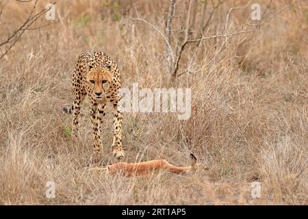 Gepard (Acinonyx jubatus), Erwachsener, aufmerksam, Beute, Sabi Sand Game Reserve, Kruger National Park, Südafrika Stockfoto