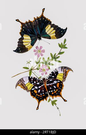 Papilio clytemnestra, Clytemnestra Butterfly Hypna ist eine Schmetterlingsgattung der Familie der Nymphalidae. Es ist monotypisch und enthält nur Hypna clytemnestra, den jazzigen, marmorierten oder silbernen Flügel. Colored Plate from ' the Naturalist's Repository, or, Monthly Miscellany of Exotic Natural History by Donovan, E. (Edward), 1768-1837 Band 4 1826, bestehend aus elegant gefärbten Platten mit entsprechenden wissenschaftlichen und allgemeinen Anweisungen der seltsamsten, seltensten, und schöne Naturproduktionen, die kürzlich in verschiedenen Teilen der Welt entdeckt wurden, die neuesten im Stockfoto
