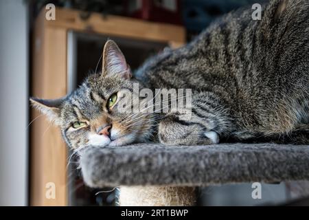 Junge, tabby-männliche, entspannende, europäische Kurzhaarkatze Stockfoto