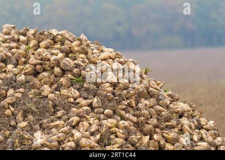 Langer und hoher Stapel frisch geernteter Zuckerrübenwurzeln auf dem Feld in der Nähe des Dorfes, der an einem dunklen, trüben Tag im November auf den Transport wartet Stockfoto