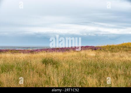 Blühende Heidekraut in den wilden Wiesen Stockfoto