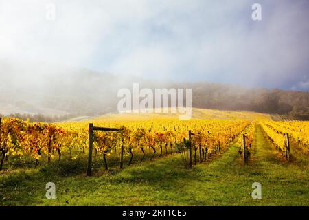 Im Yarra Valley in der Nähe von Yarra Glen, Victoria, Australien, steigt die Sonne durch Nebel über den herbstlichen Weinreben auf Stockfoto