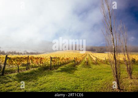 Im Yarra Valley in der Nähe von Yarra Glen, Victoria, Australien, steigt die Sonne durch Nebel über den herbstlichen Weinreben auf Stockfoto