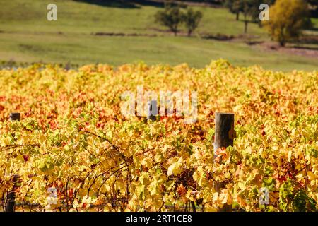Im Yarra Valley in der Nähe von Yarra Glen, Victoria, Australien, steigt die Sonne durch Nebel über den herbstlichen Weinreben auf Stockfoto