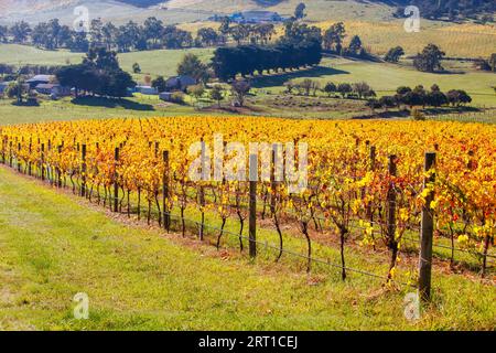 Im Yarra Valley in der Nähe von Yarra Glen, Victoria, Australien, steigt die Sonne durch Nebel über den herbstlichen Weinreben auf Stockfoto