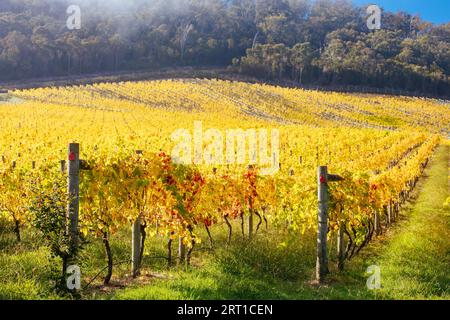 Im Yarra Valley in der Nähe von Yarra Glen, Victoria, Australien, steigt die Sonne durch Nebel über den herbstlichen Weinreben auf Stockfoto