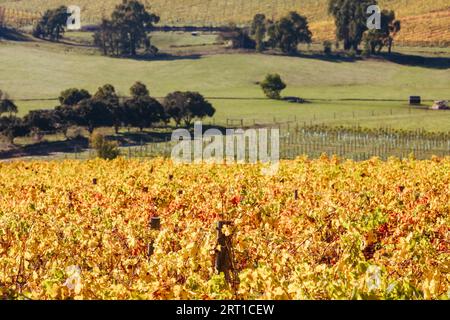 Im Yarra Valley in der Nähe von Yarra Glen, Victoria, Australien, steigt die Sonne durch Nebel über den herbstlichen Weinreben auf Stockfoto