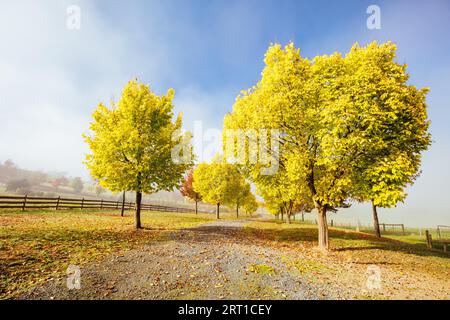 Die Sonne geht durch Nebel über herbstlich gefärbten Bäumen und einer Auffahrt im Yarra Valley bei Yarra Glen, Victoria, Australien, auf Stockfoto