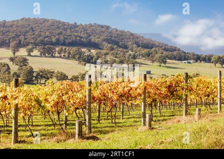Im Yarra Valley in der Nähe von Yarra Glen, Victoria, Australien, steigt die Sonne durch Nebel über den herbstlichen Weinreben auf Stockfoto