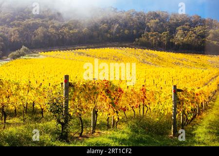 Im Yarra Valley in der Nähe von Yarra Glen, Victoria, Australien, steigt die Sonne durch Nebel über den herbstlichen Weinreben auf Stockfoto