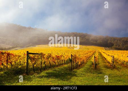 Im Yarra Valley in der Nähe von Yarra Glen, Victoria, Australien, steigt die Sonne durch Nebel über den herbstlichen Weinreben auf Stockfoto