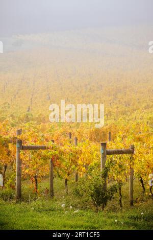 Im Yarra Valley in der Nähe von Yarra Glen, Victoria, Australien, steigt die Sonne durch Nebel über den herbstlichen Weinreben auf Stockfoto