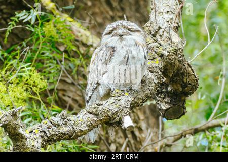 Der australische Vogel Tawny Frogmouth sitzt hoch in den Bäumen der Stadt Melbourne in Victoria, Australien Stockfoto