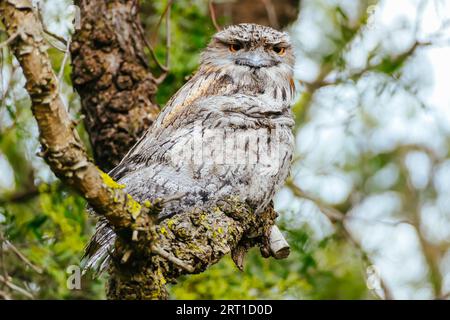 Der australische Vogel Tawny Frogmouth sitzt mit seinem jungen Vogel hoch in den Bäumen in der Stadt Melbourne in Victoria, Australien Stockfoto