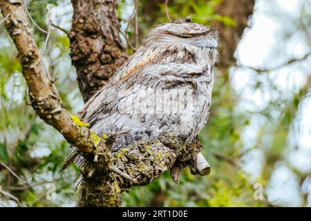 Der australische Vogel Tawny Frogmouth sitzt mit seinem jungen Vogel hoch in den Bäumen in der Stadt Melbourne in Victoria, Australien Stockfoto