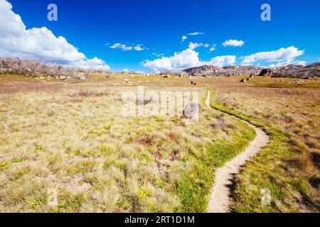 Flora und Fauna entlang eines Wanderwegs zu Dickson's Falls im Sommer im Cresta Valley in Mt Buffalo, Victoria, Australien Stockfoto