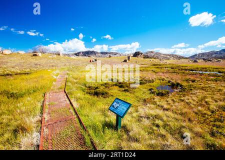 Flora und Fauna entlang eines Wanderwegs zu Dickson's Falls im Sommer im Cresta Valley in Mt Buffalo, Victoria, Australien Stockfoto