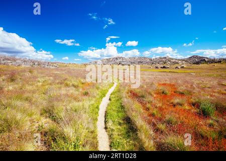 Flora und Fauna entlang eines Wanderwegs zu Dickson's Falls im Sommer im Cresta Valley in Mt Buffalo, Victoria, Australien Stockfoto