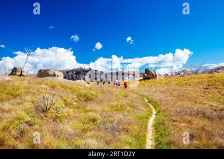 Flora und Fauna entlang eines Wanderwegs zu Dickson's Falls im Sommer im Cresta Valley in Mt Buffalo, Victoria, Australien Stockfoto