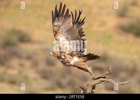 Tawny Eagle (Aquila rapax). Abfliegen. Kalahari Desert, Kgalagadi Transfrontier Park, Südafrika Stockfoto