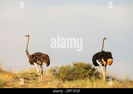 Strauß (Struthio camelus) Weiblich links und männlich auf dem Kamm einer grasbewachsenen Sanddüne. Dazwischen ein Küken. Kalahari-Wüste, Kgalagadi Stockfoto