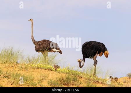 Strauß (Struthio camelus) Männchen rechts und Weibchen mit mehreren Küken auf dem Kamm einer grasbewachsenen Sanddüne. Sie ernähren sich von gelben Teufeln Stockfoto