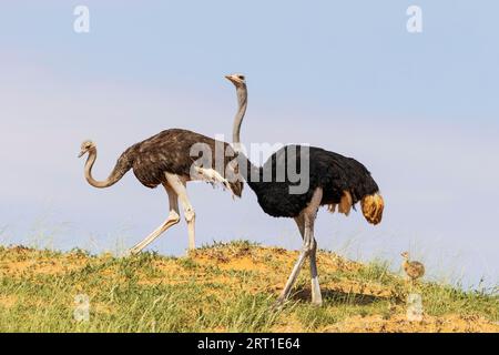 Strauß (Struthio camelus) Weiblich links und männlich auf dem Kamm einer grasbewachsenen Sanddüne. Sie zu sehen, ein Mädchen. Kalahari-Wüste, Kgalagadi Stockfoto