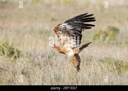 Tawny Eagle (Aquila rapax). Abfliegen. Kalahari Desert, Kgalagadi Transfrontier Park, Südafrika Stockfoto