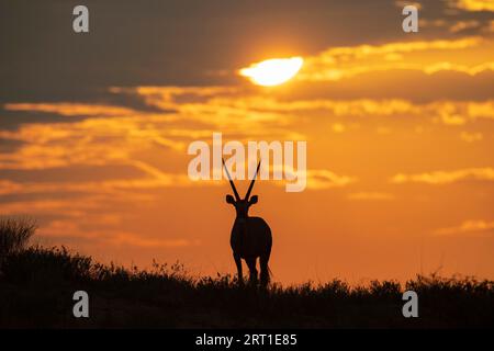 Gemsbok (Oryx gazella). Bei Sonnenaufgang auf einer grasbewachsenen Sanddüne. Kalahari Desert, Kgalagadi Transfrontier Park, Südafrika Stockfoto