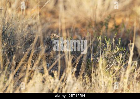Nordschwarzkorhaan (Afrotis afraoides). Auch White-quilled Bustard genannt. Weiblich. Kalahari Desert, Kgalagadi Transfrontier Park, Südafrika Stockfoto