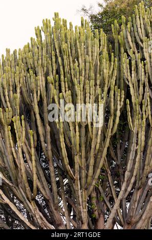 Der Candelabra-Baum ist eines der größten Mitglieder der Euphorbia und eine unverwechselbare Pflanze in den trockenen Gebieten der afrikanischen Savannen. Stockfoto