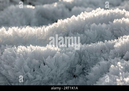 Schöne Eiskristall-Blüten bei starkem Frost Stockfoto