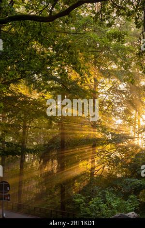 Sonnenstrahlen fallen durch den Nebel auf der Straße nach Rathen Stockfoto