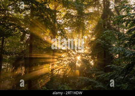 Sonnenstrahlen fallen durch den Nebel auf der Straße nach Rathen Stockfoto