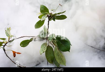 Rauchen grüne Pflanze Stockfoto