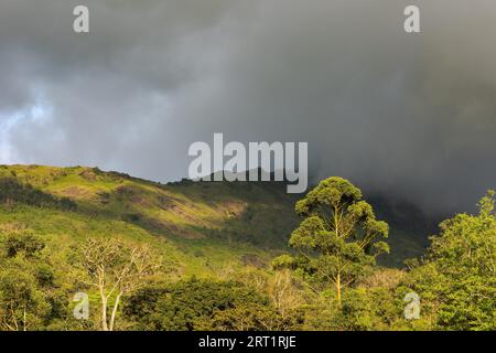 Schöner Blick auf die Teeplantage in der Nähe von Munnar in Kerala, Südindien am sonnigen Tag Stockfoto