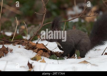 Dunkles europäisches Eichhörnchen auf dem Boden im Schnee auf Nahrungssuche Im Winter Stockfoto