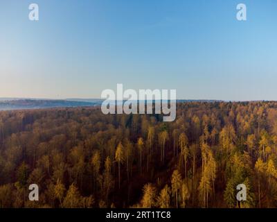 Waldbäume aus der Vogelperspektive bei frühmorgendlicher Sonneneinstrahlung mit blauem Himmel Stockfoto