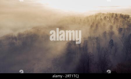 Drohne, die auf dichten atmosphärischen Nebel zwischen Bäumen des Waldes blickt, in der frühen Morgensonne, die von oben gesehen wird Stockfoto