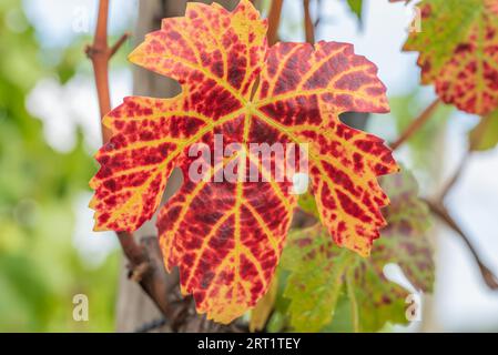 Verfärbung des Laubs im Herbst Stockfoto