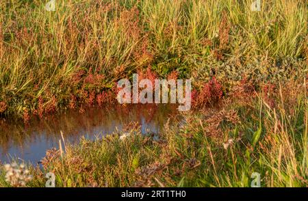 Kurzhaariger Sellerie in den Salzwiesen des Wattenmeerparks Stockfoto