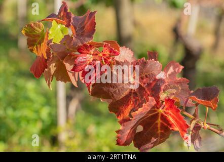 Verfärbung des Laubs im Herbst Stockfoto