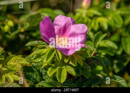 Immergrüne Sträucher-Kartoffelrose auf der Insel Sylt Stockfoto