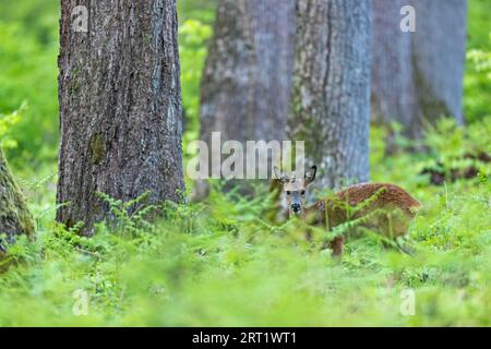 Eine unvorsichtige Bewegung zieht die Aufmerksamkeit des europäischen Rehs (Capreolus capreolus) Auf Sich, Eine unvorsichtige Bewegung zieht die Aufmerksamkeit des Rehbocks auf sich Stockfoto