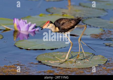 Mit riesigen Füßen kann dieser Jacana mit seiner Kammhaube problemlos über die Seerosen laufen. Northern Territory, Australien. Stockfoto