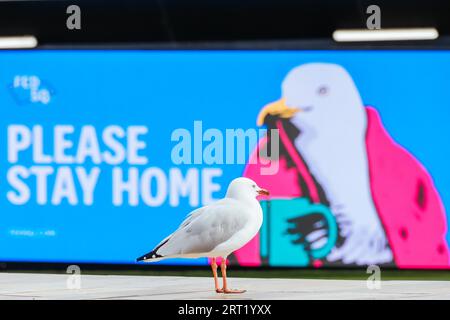 Melbourne, Australien, 16. Februar 2021: Der Federation Square in Melbourne ist ruhig und leer mit Möwen während eines „Leistungsschalter“-Lockdowns Stockfoto